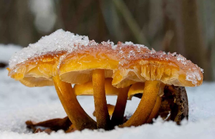 The mushrooms of winter