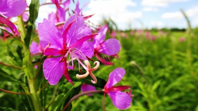 Fireweed inflorescences with undeniable benefits for men. 