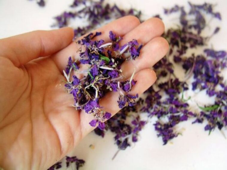 Medicines are prepared from dried fireweed flowers. 